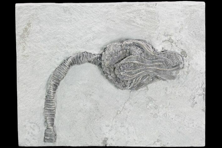 Crinoid (Platycrinites) Fossil - Crawfordsville, Indiana #125918